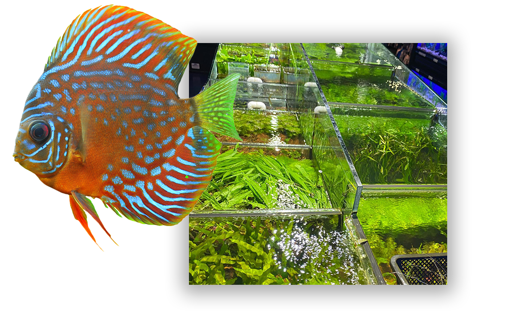 Discus fish and a selection of freshwater plants