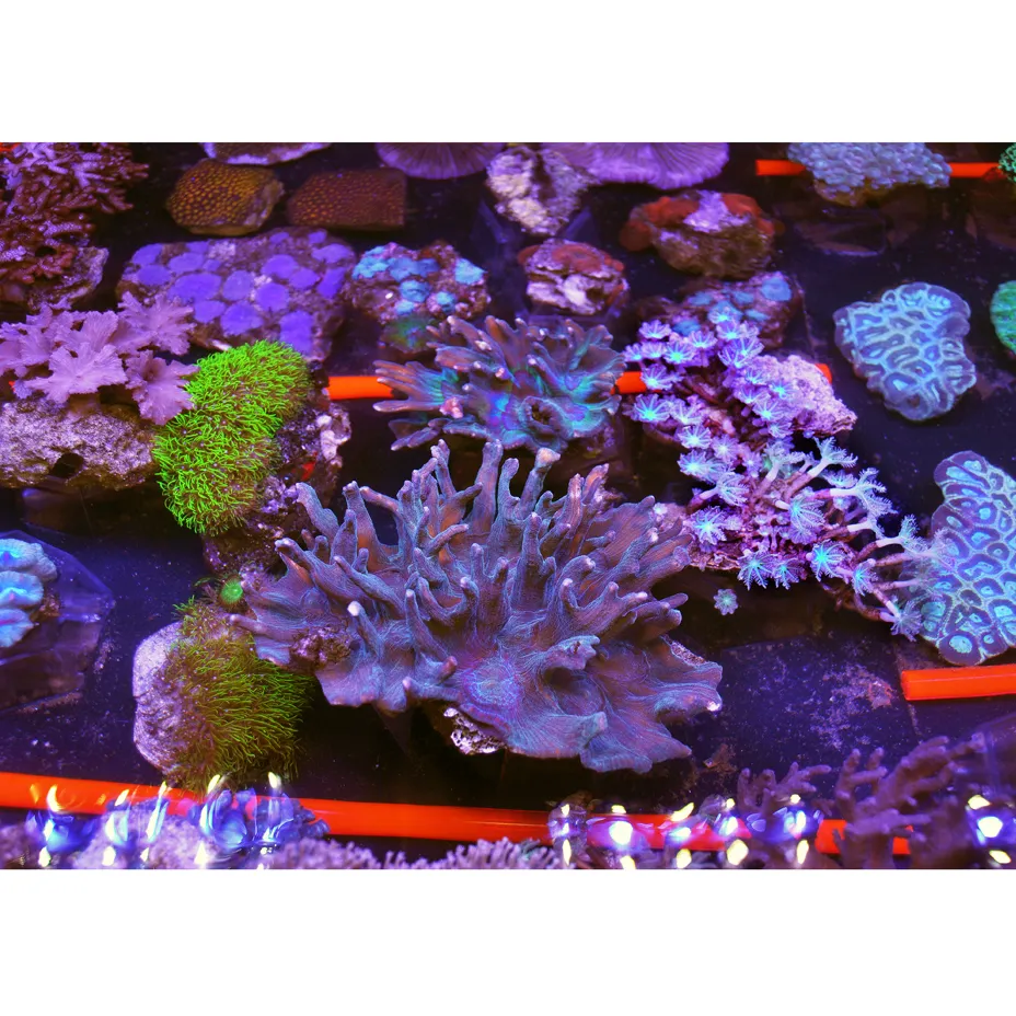 coraltable (1)